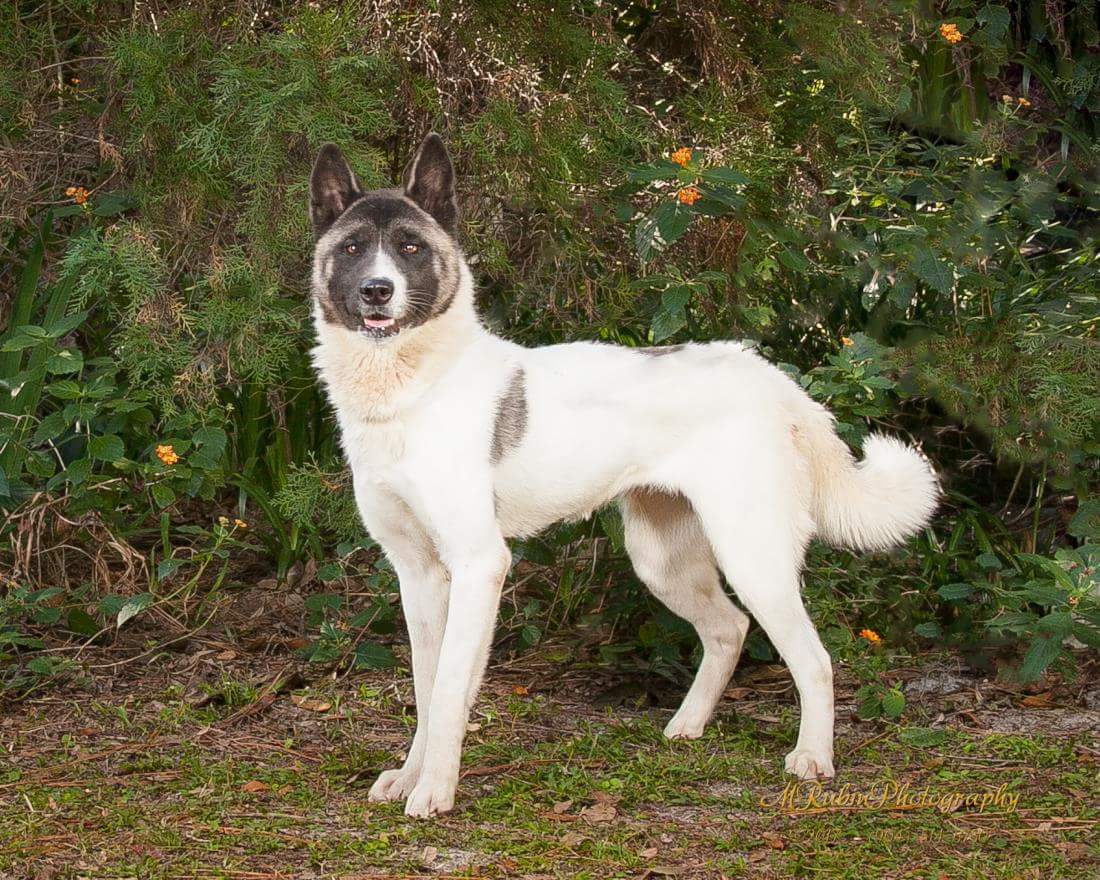 Shan, an adoptable Akita in Jacksonville, FL, 32207 | Photo Image 2