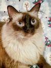 petfinder ragdoll