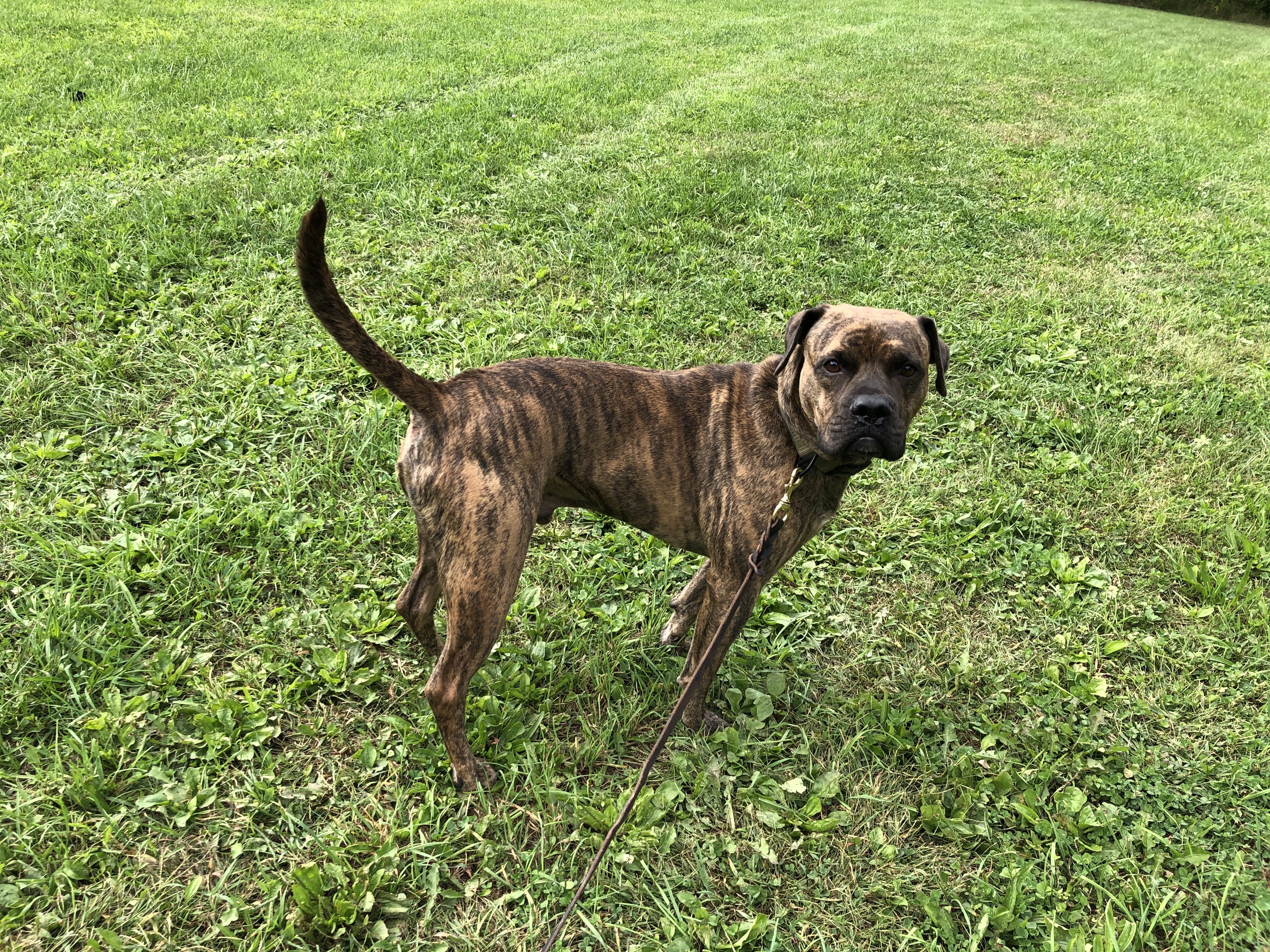 Tiggerr, an adoptable Boxer, Rottweiler in Bloomingburg, NY, 12721 | Photo Image 2