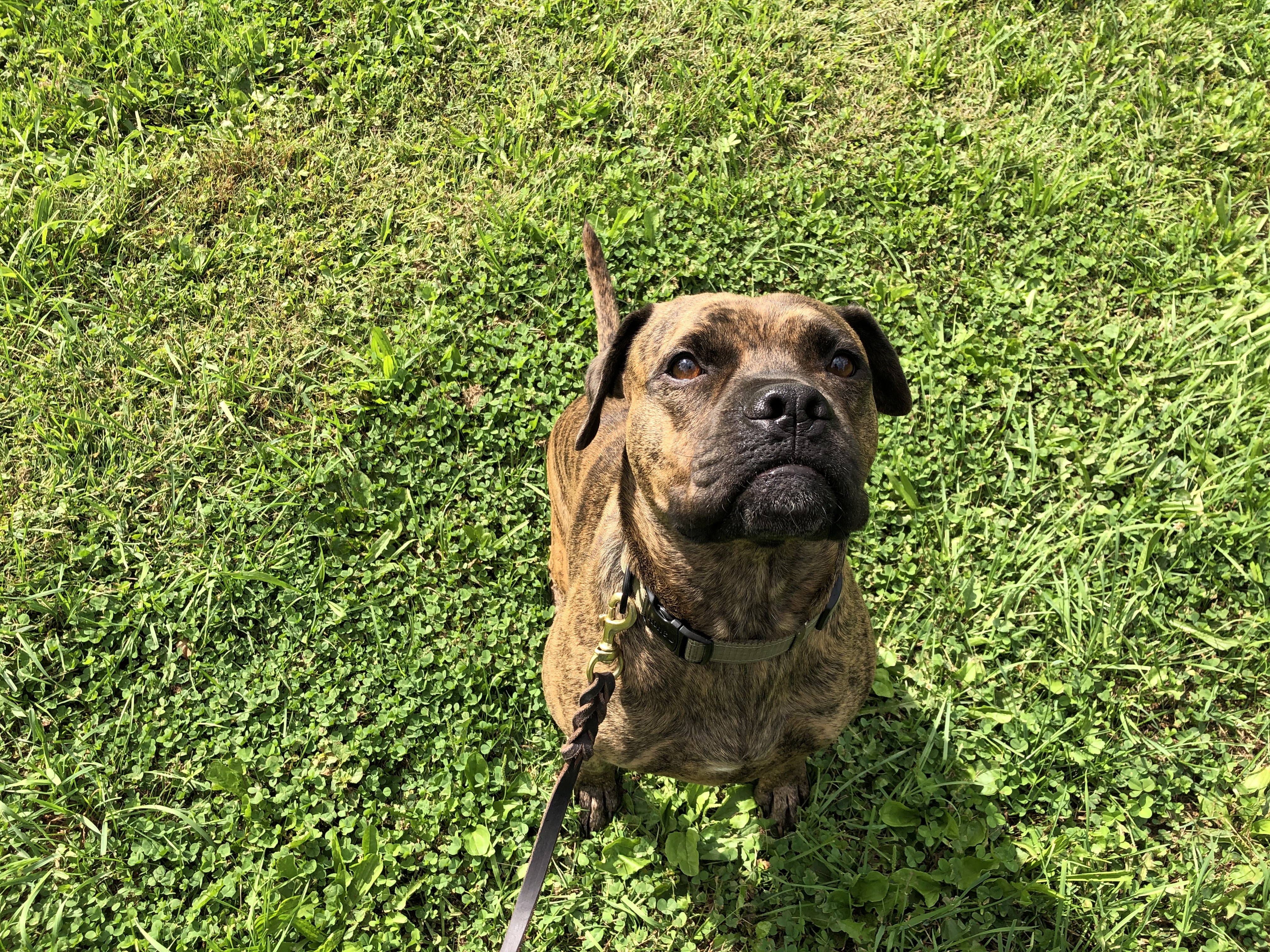 Boxer rottweiler hot sale mix brindle