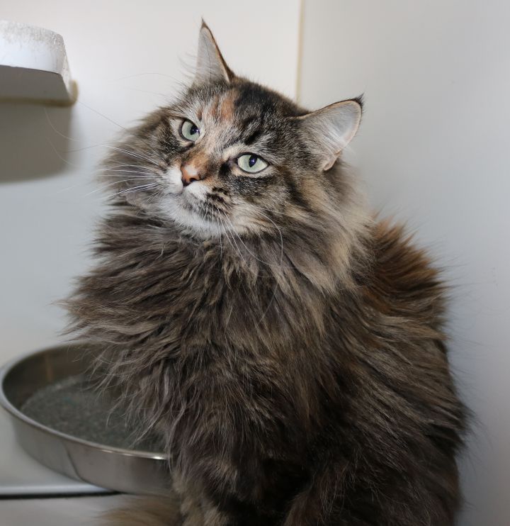 Pickle, an adopted Domestic Long Hair in Council Bluffs, IA_image-1
