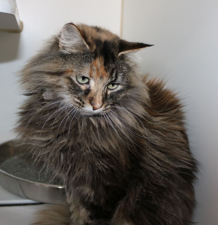 Pickle, an adopted Domestic Long Hair in Council Bluffs, IA_image-2