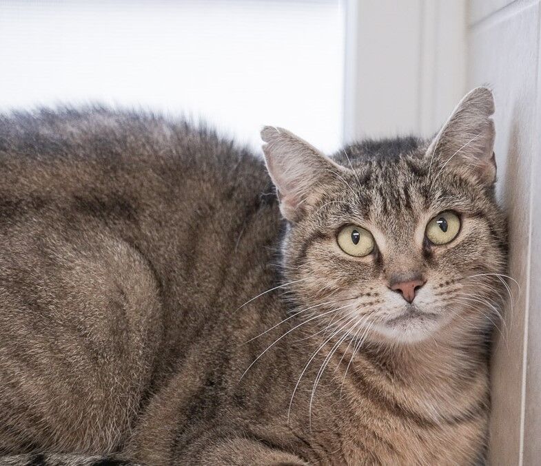 Tansy, an adoptable Domestic Short Hair in Rochester, NY, 14622 | Photo Image 2