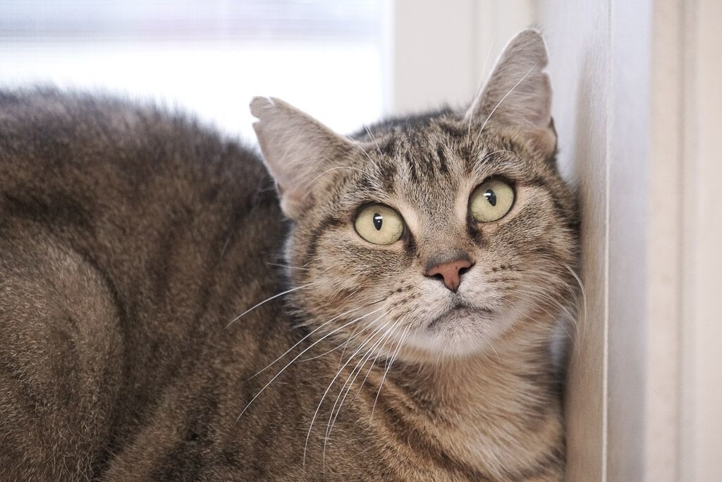 Tansy, an adoptable Domestic Short Hair in Rochester, NY, 14622 | Photo Image 1
