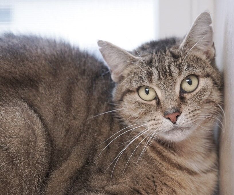 Tansy, an adoptable Domestic Short Hair in Rochester, NY, 14622 | Photo Image 3