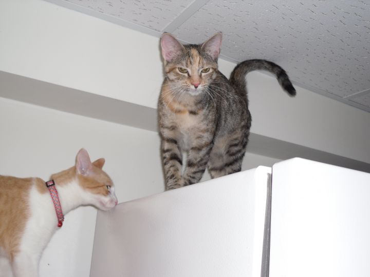 Cat For Adoption Caroline A Dilute Calico An American