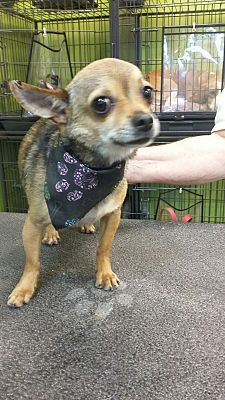 Ricky & Lucy, an adoptable Chihuahua in Phoenix, AZ, 85041 | Photo Image 1