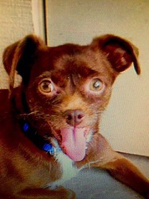 Lucy & Ricky, an adoptable Brussels Griffon, Chihuahua in Phoenix, AZ, 85041 | Photo Image 1