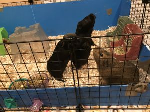 Jamba, Jaxson and Jalapeno, Adult Female unknown