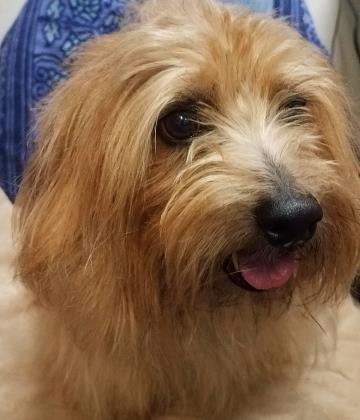 Dog For Adoption Abraham A Norfolk Terrier Mix In Annapolis Md Petfinder