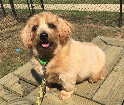 Abraham, an adoptable Norfolk Terrier in Annapolis, MD, 21403 | Photo Image 3