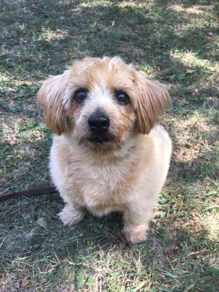 Dog For Adoption Abraham A Norfolk Terrier Mix In Annapolis Md Petfinder