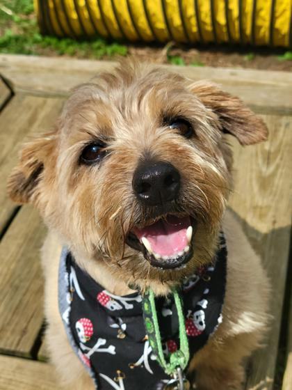 Abraham, an adoptable Norfolk Terrier in Annapolis, MD, 21403 | Photo Image 1
