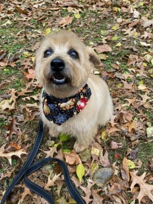 Abraham, an adoptable Norfolk Terrier in Annapolis, MD, 21403 | Photo Image 5