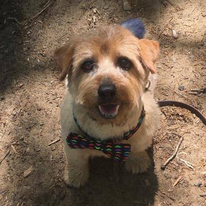 Abraham, an adoptable Norfolk Terrier in Annapolis, MD, 21403 | Photo Image 6