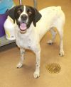 Adopt a German Shorthaired Pointer | Dog Breeds | Petfinder