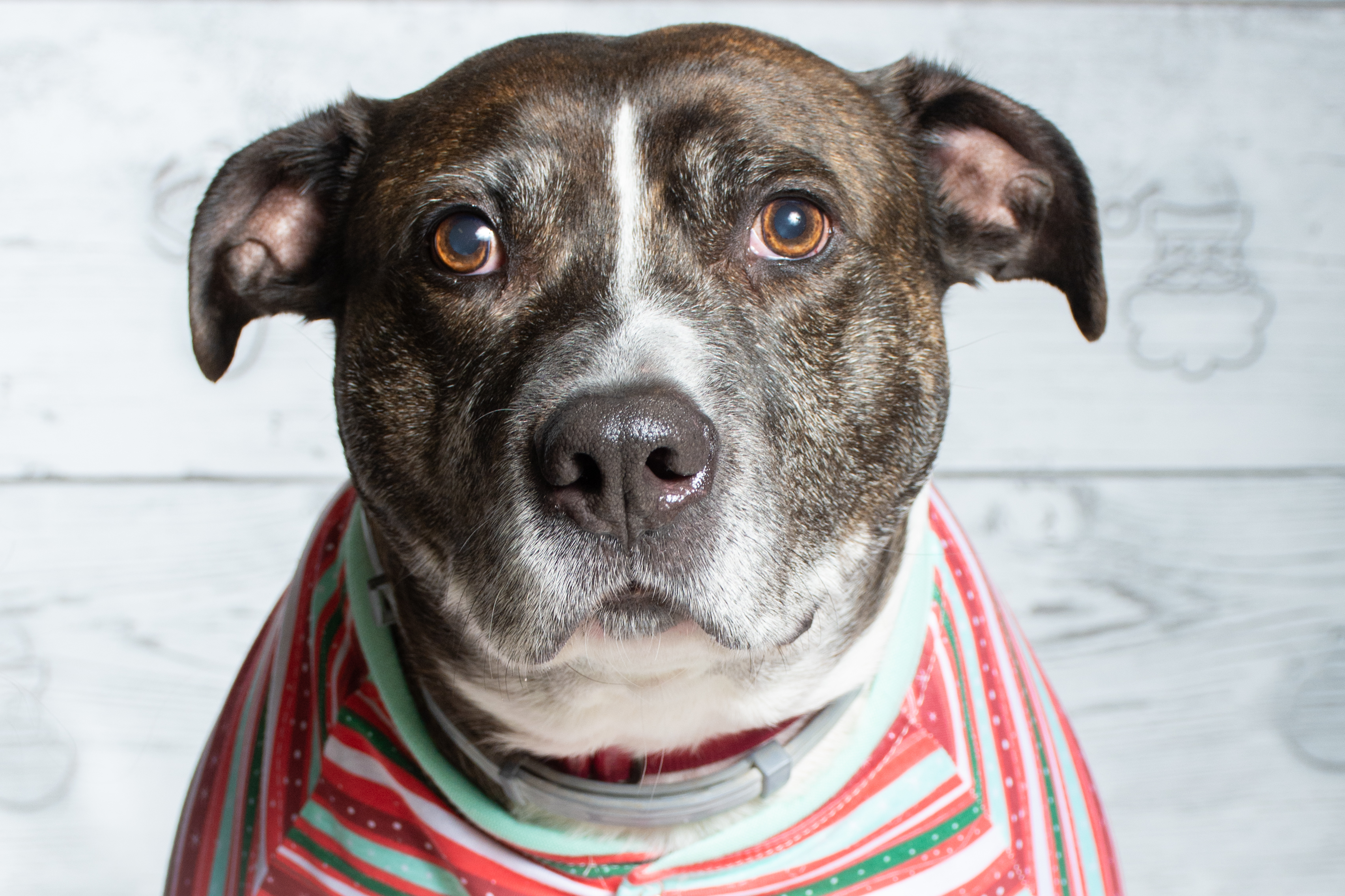 DOZER, an adoptable Pit Bull Terrier, Boxer in Indiana, PA, 15701 | Photo Image 2
