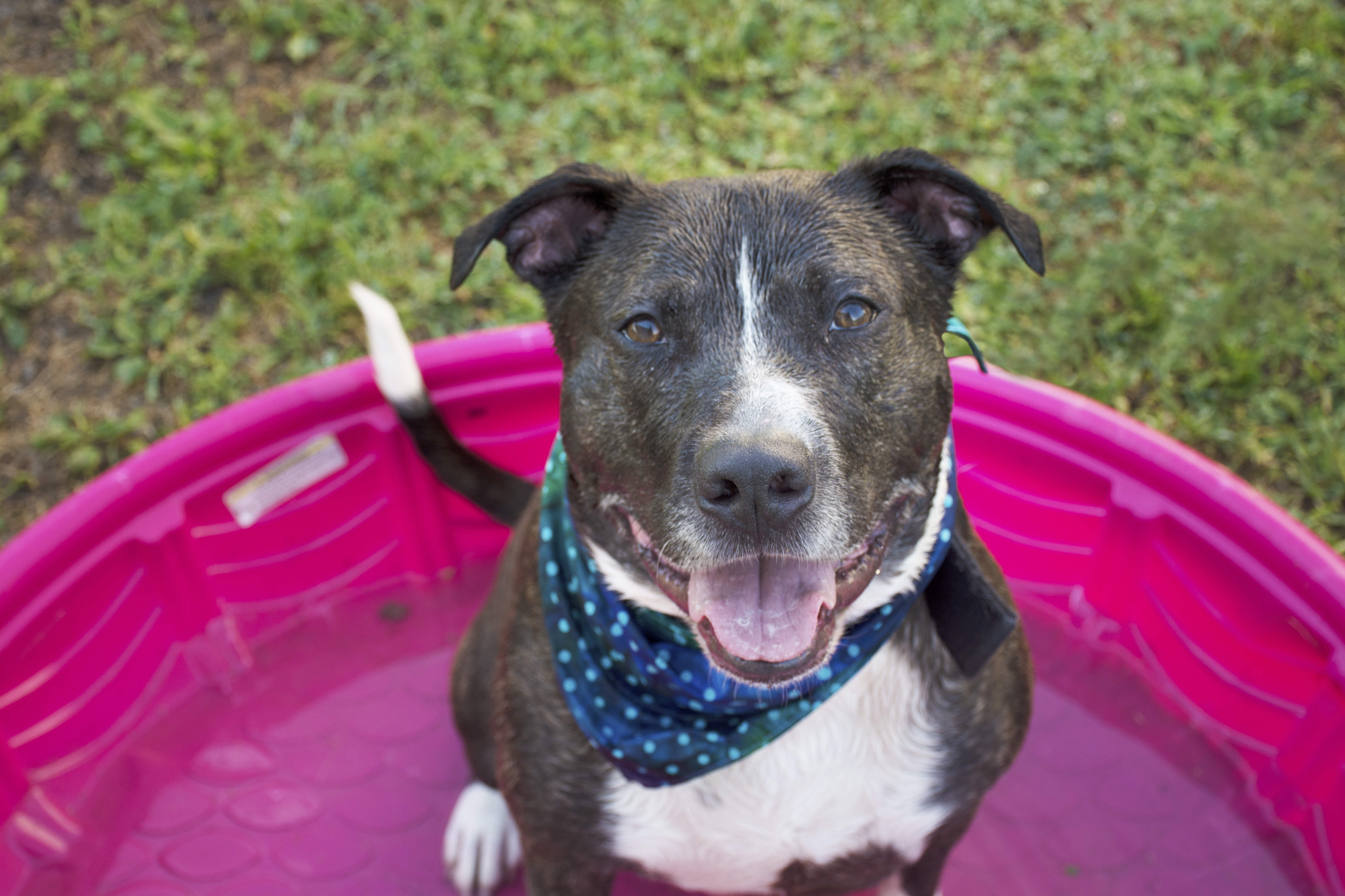 DOZER, an adoptable Pit Bull Terrier, Boxer in Indiana, PA, 15701 | Photo Image 3