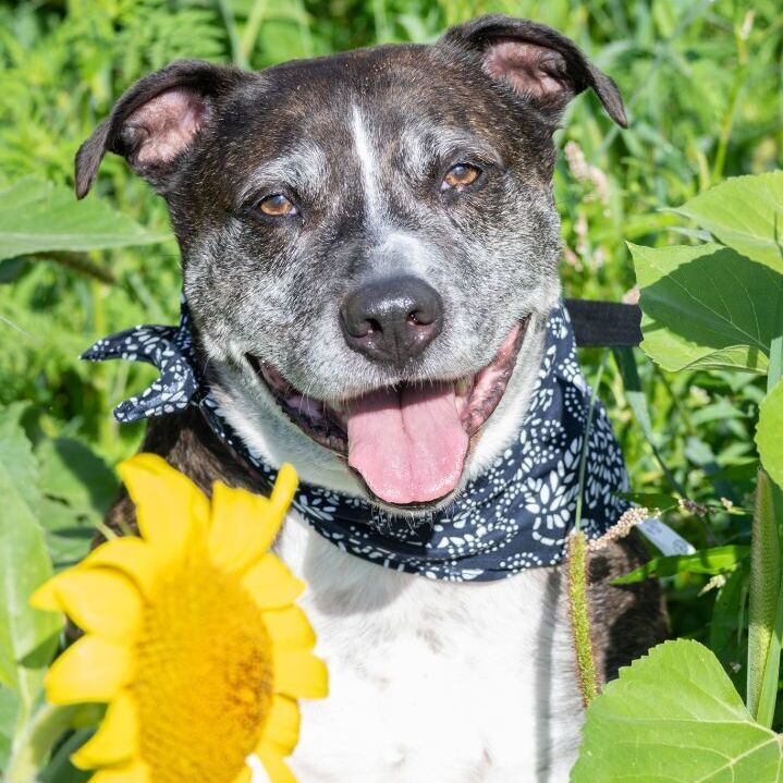 DOZER, an adoptable Pit Bull Terrier, Boxer in Indiana, PA, 15701 | Photo Image 1