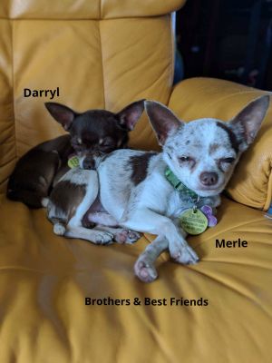 Darryl and Merle - Bonded pair