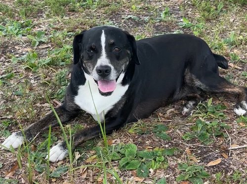 Kelly, an adoptable Hound in Sarasota, FL, 34241 | Photo Image 1