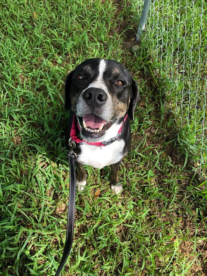 Kelly, an adoptable Hound in Sarasota, FL, 34241 | Photo Image 2