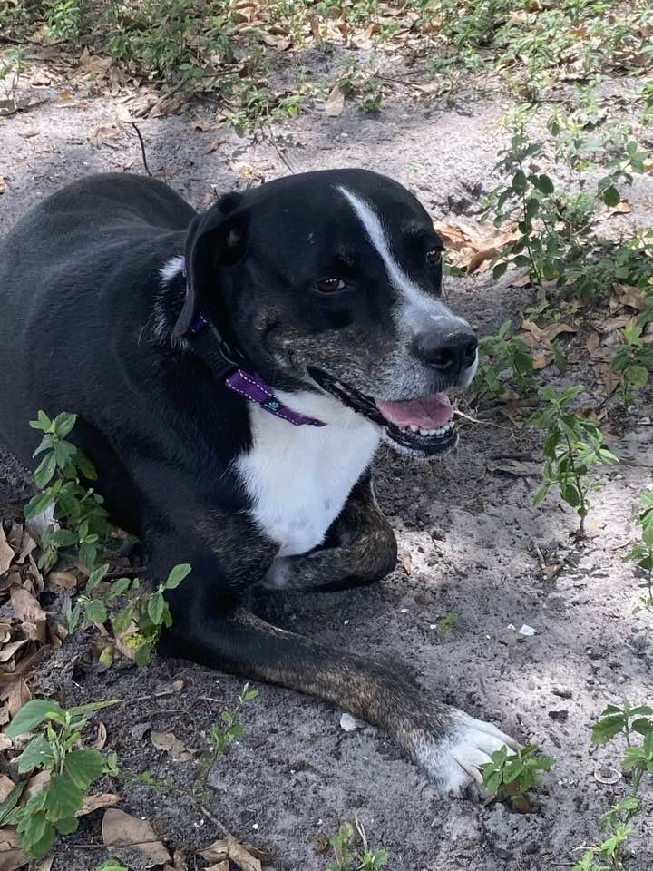 Kelly, an adoptable Hound in Sarasota, FL, 34241 | Photo Image 3