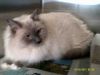 petfinder ragdoll