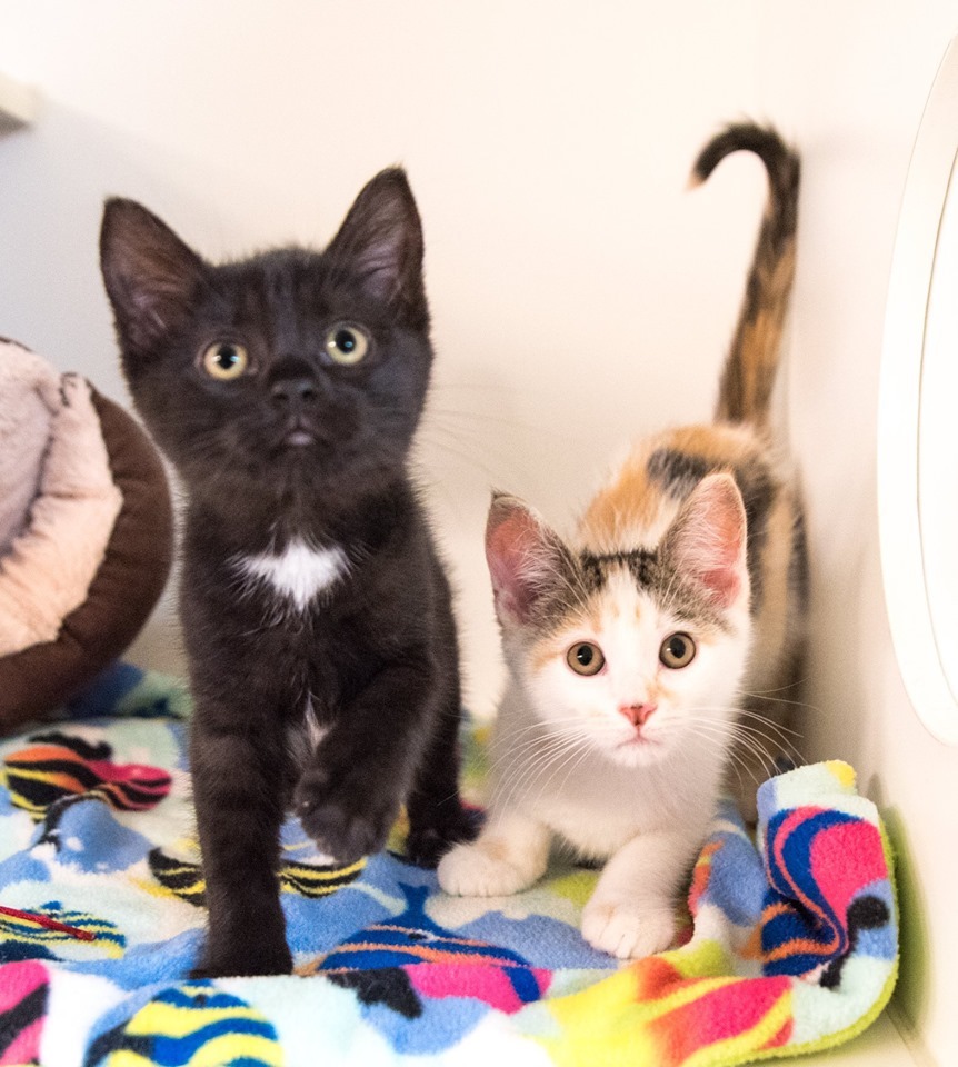 kittens-for-adoption-near-me-petsmart-the-w-guide