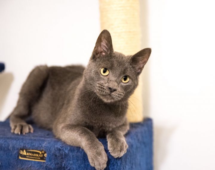 Carolina: Kittens For Sale Plymouth Ma