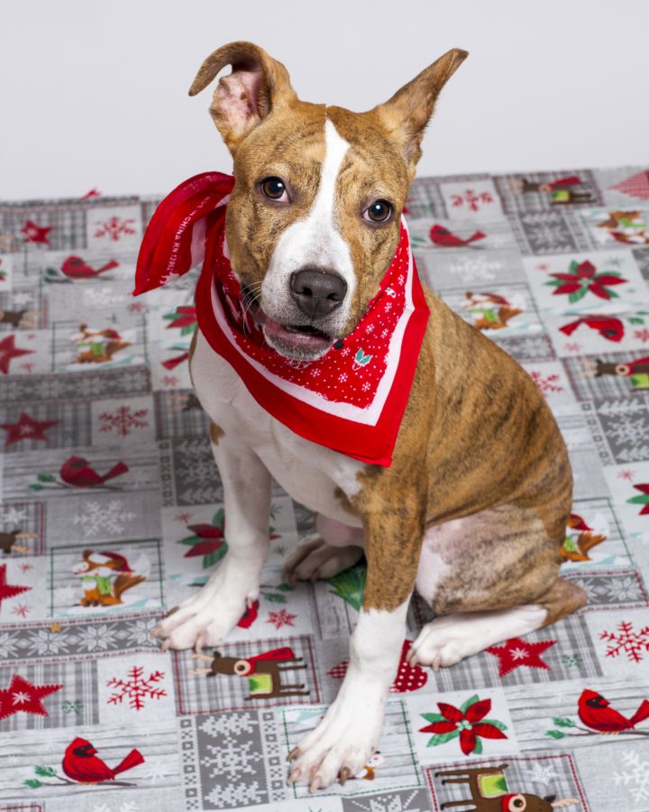 Pumpkin, an adopted American Staffordshire Terrier & Terrier Mix in Baton Rouge, LA_image-1