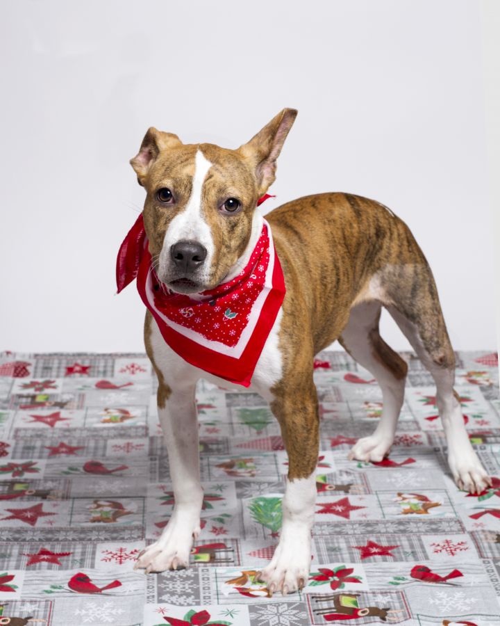 Pumpkin, an adopted American Staffordshire Terrier & Terrier Mix in Baton Rouge, LA_image-4