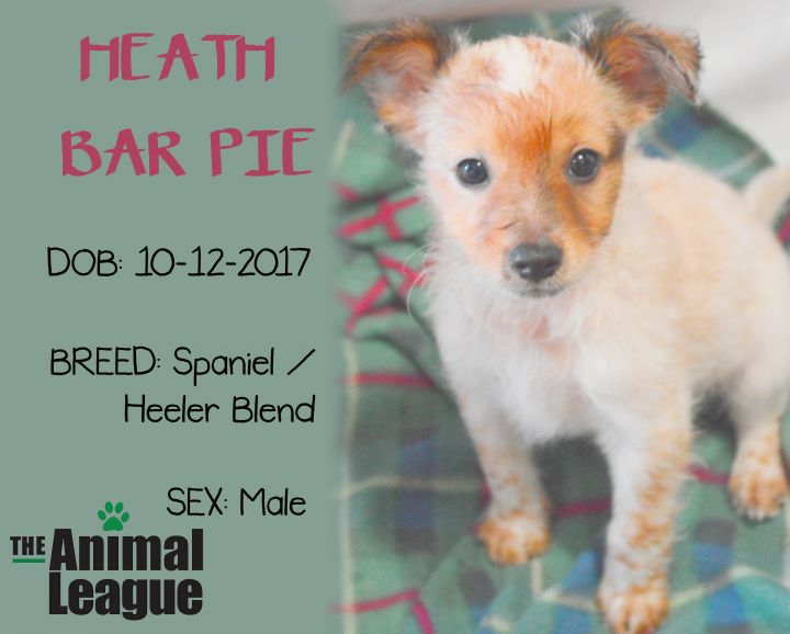 Heath Bar Pie 2