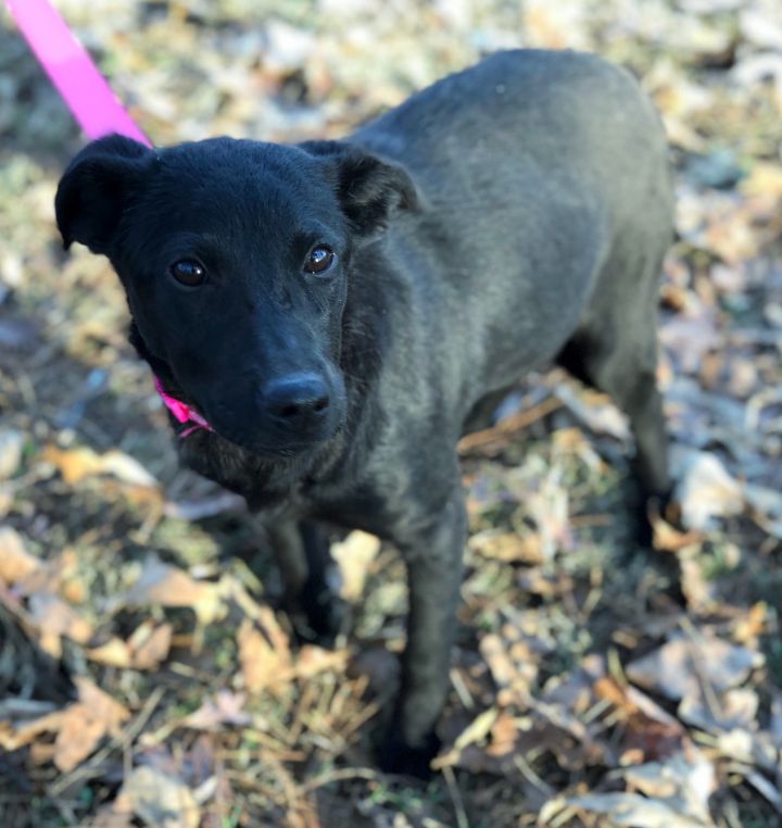 Dog For Adoption Onyx A Labrador Retriever Mix In Paragould Ar