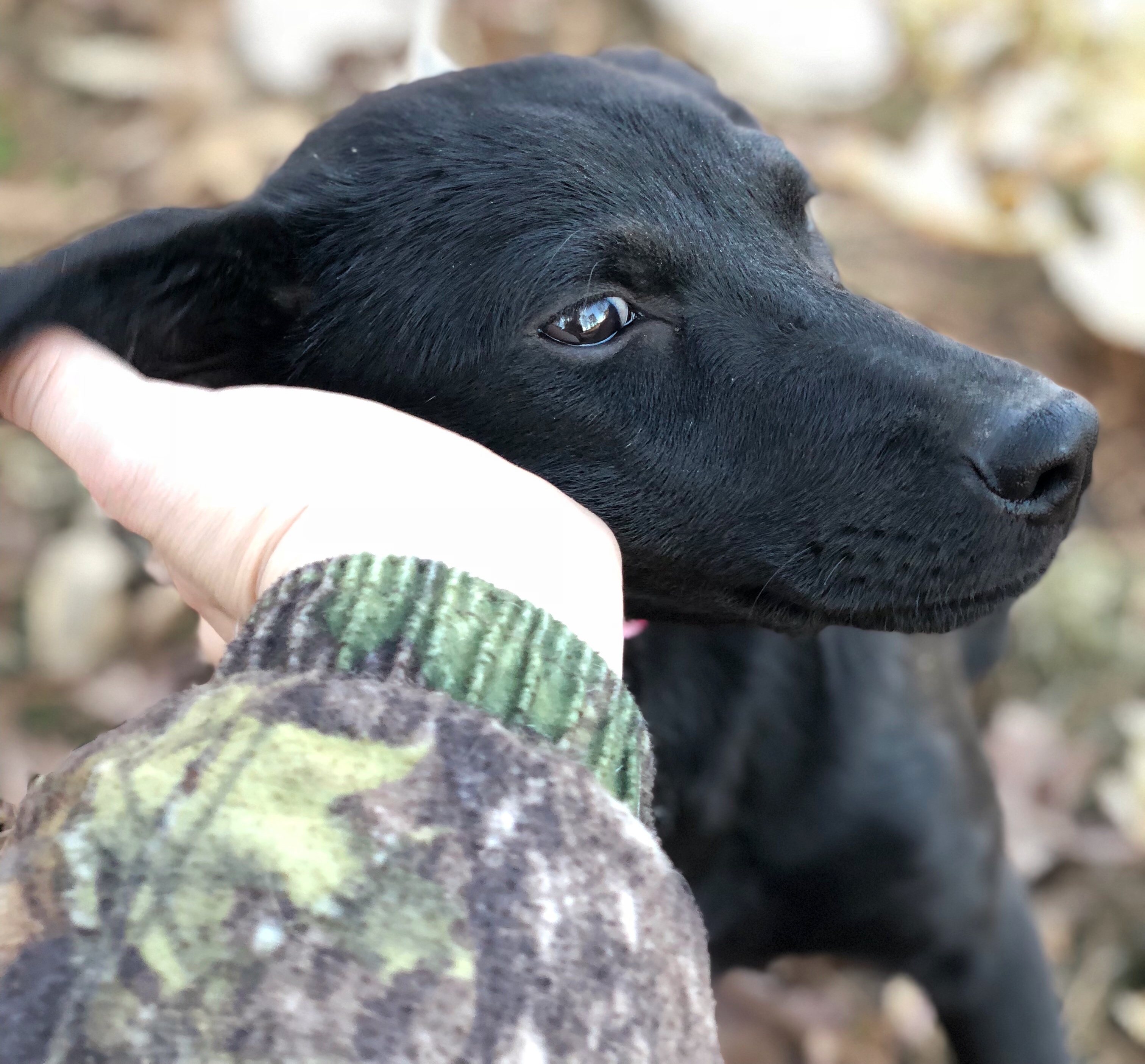 Recklessly Black German Shepherd And Lab Mix