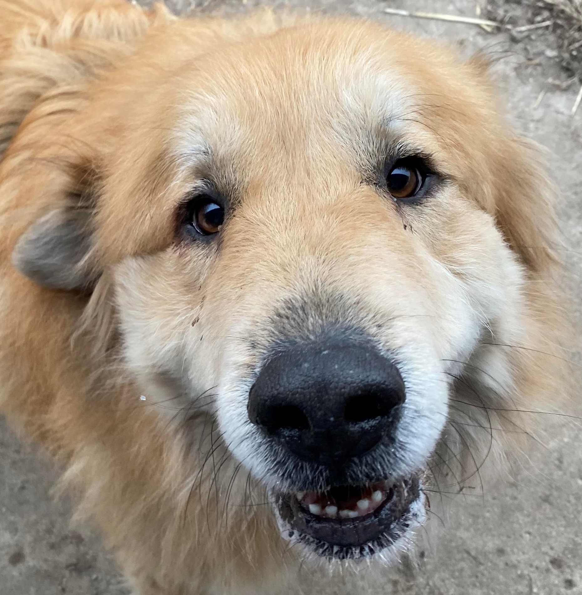 Cecil - Golden Pyr - Special Needs, an adoptable Great Pyrenees, Golden Retriever in Indianapolis, IN, 46260 | Photo Image 3