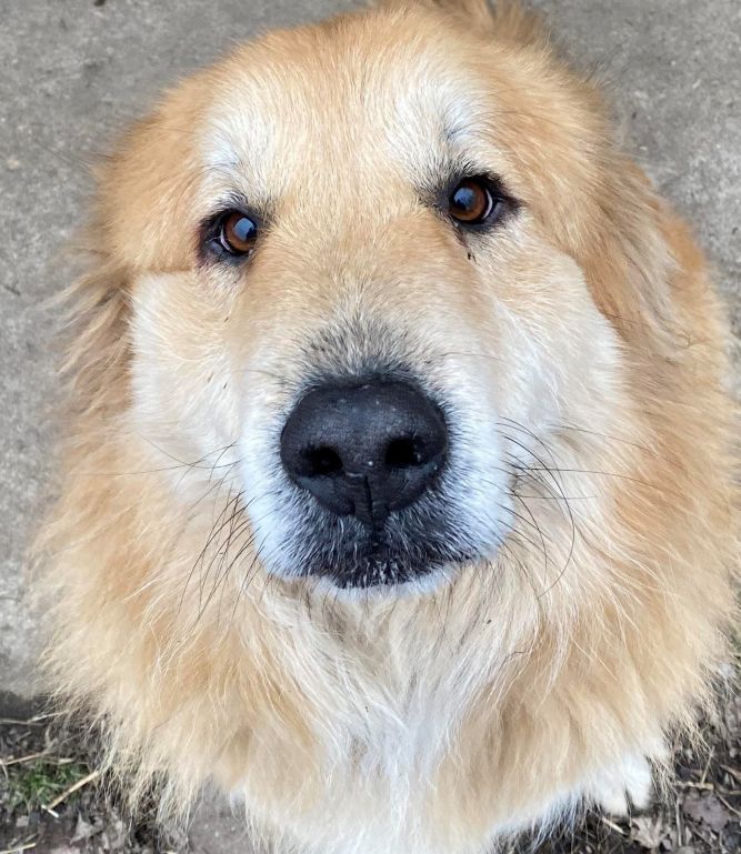Dog For Adoption Cecil Golden Pyr Special Needs A Great Pyrenees Golden Retriever Mix In Indianapolis In Petfinder