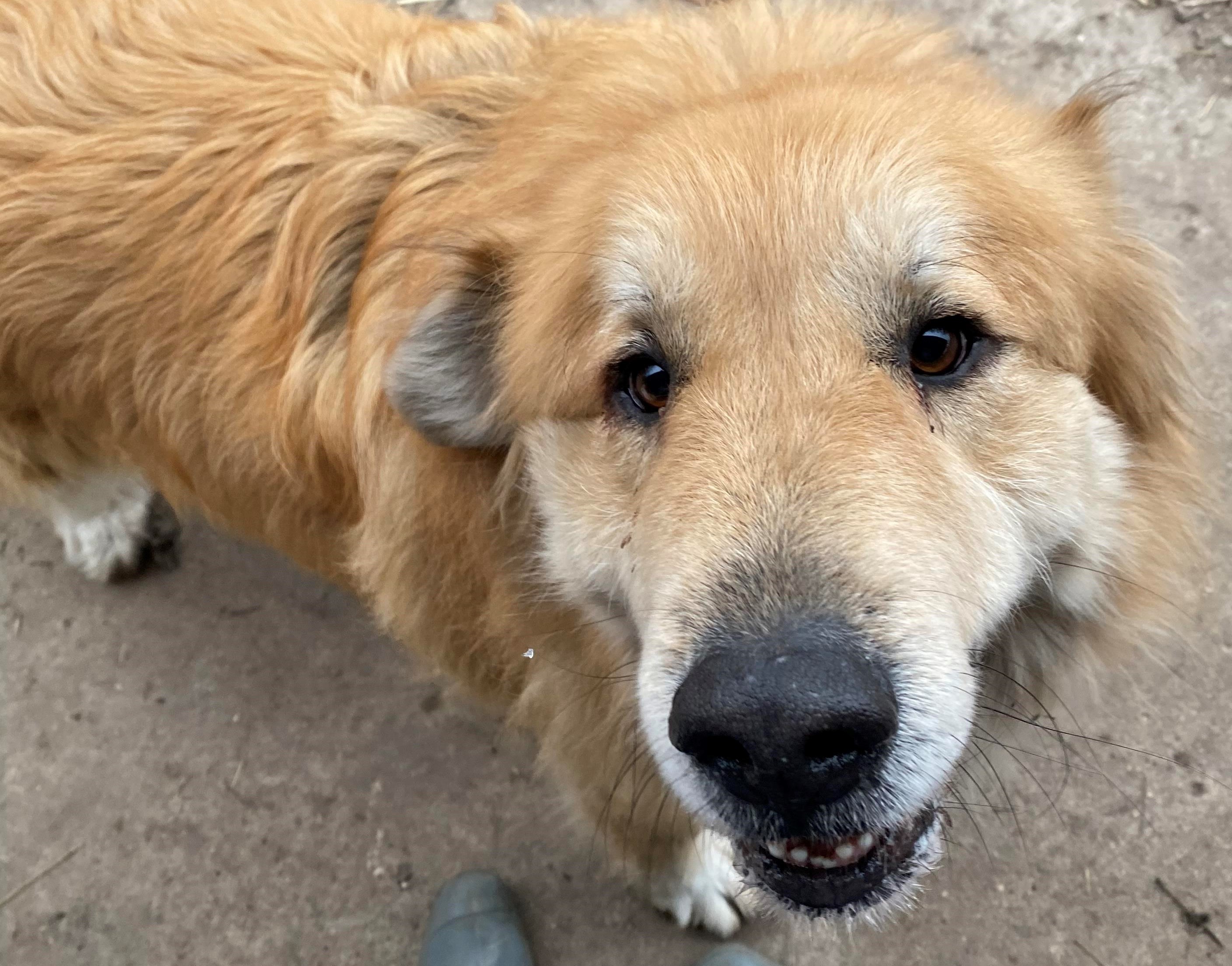 Cecil - Golden Pyr - Special Needs, an adoptable Great Pyrenees, Golden Retriever in Indianapolis, IN, 46260 | Photo Image 5