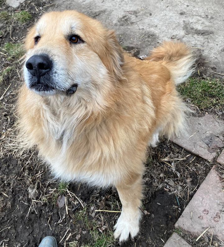 Great pyrenees golden store retriever