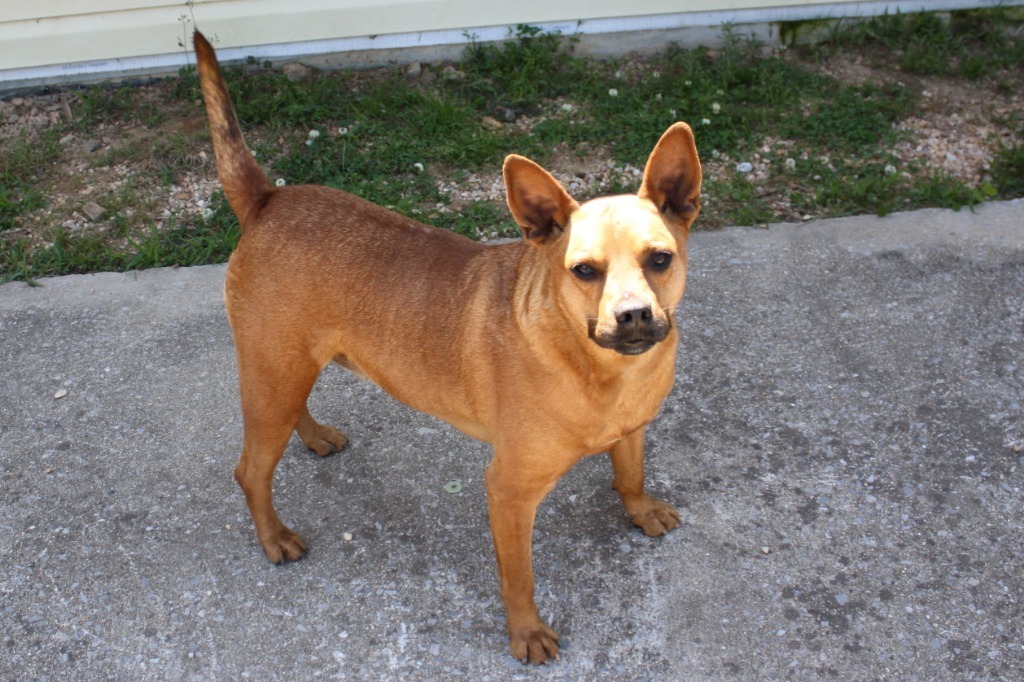 Dog for adoption - Arlee, a Carolina Dog & Black Mouth Cur Mix in