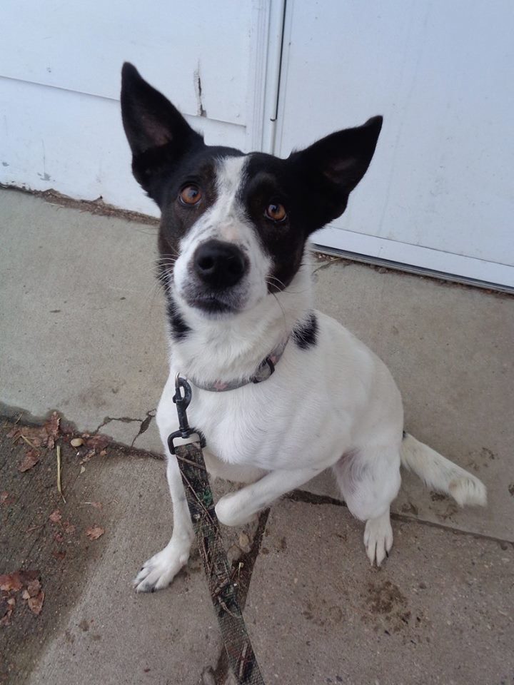 border collie cross jack russell