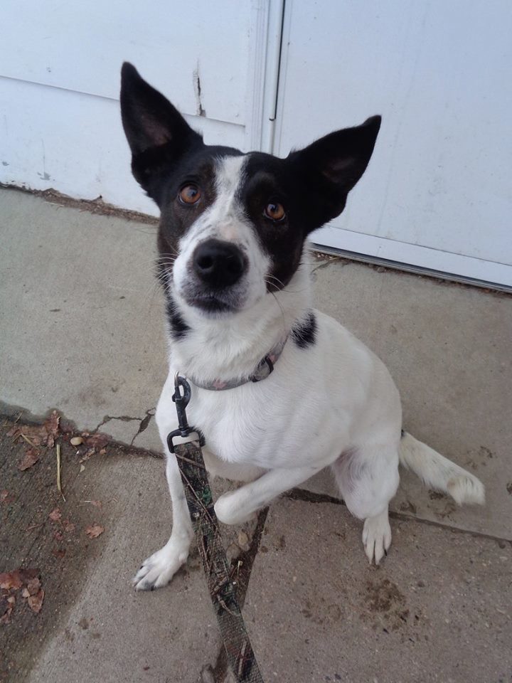 Dog For Adoption Paisley A Jack Russell Terrier Border Collie