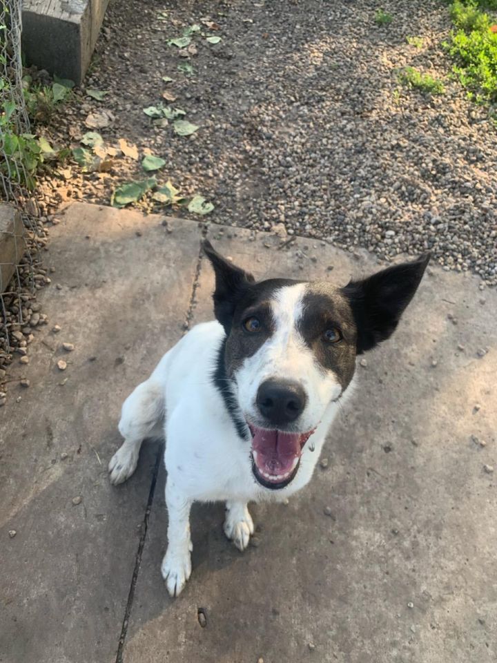 Dog For Adoption Paisley A Jack Russell Terrier Border Collie