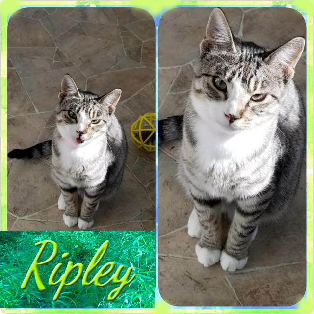 Ripley 1