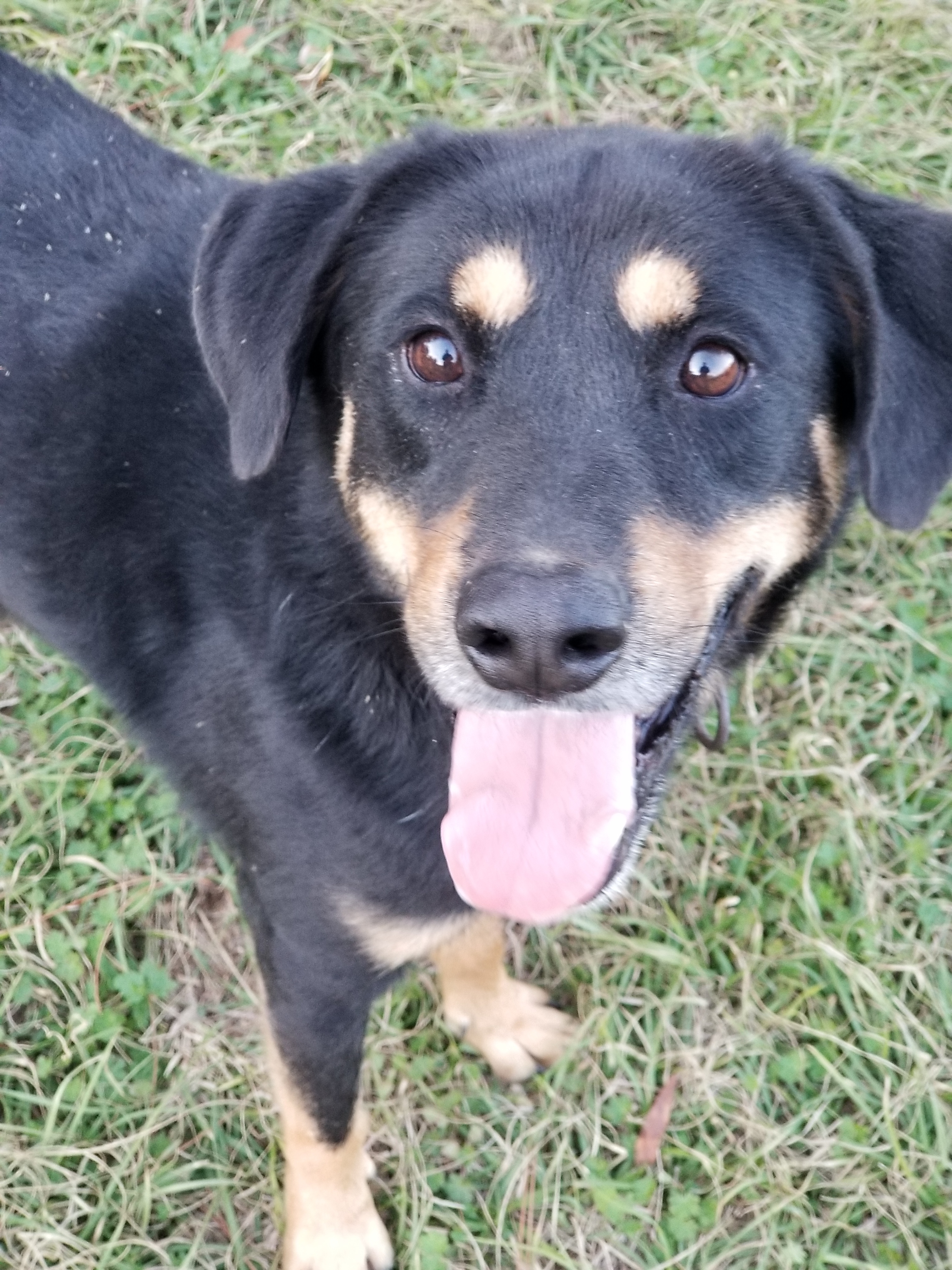 Texas, an adoptable Border Collie, Rottweiler in Samson, AL, 36477 | Photo Image 2