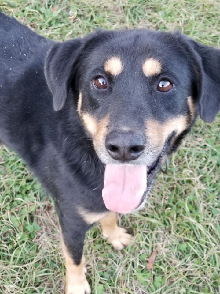 Border collie store lab rottweiler mix