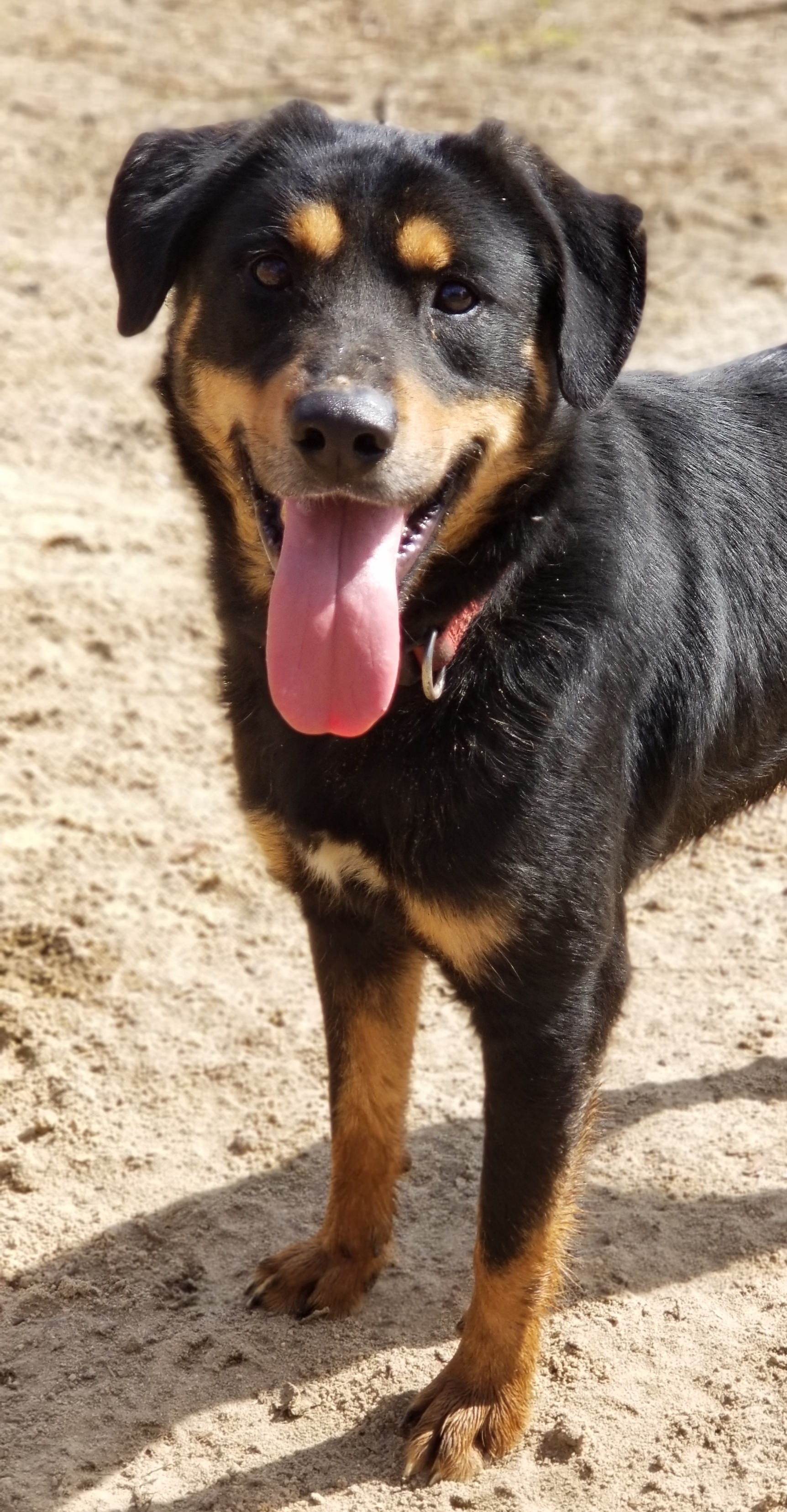 Texas, an adoptable Border Collie, Rottweiler in Samson, AL, 36477 | Photo Image 3