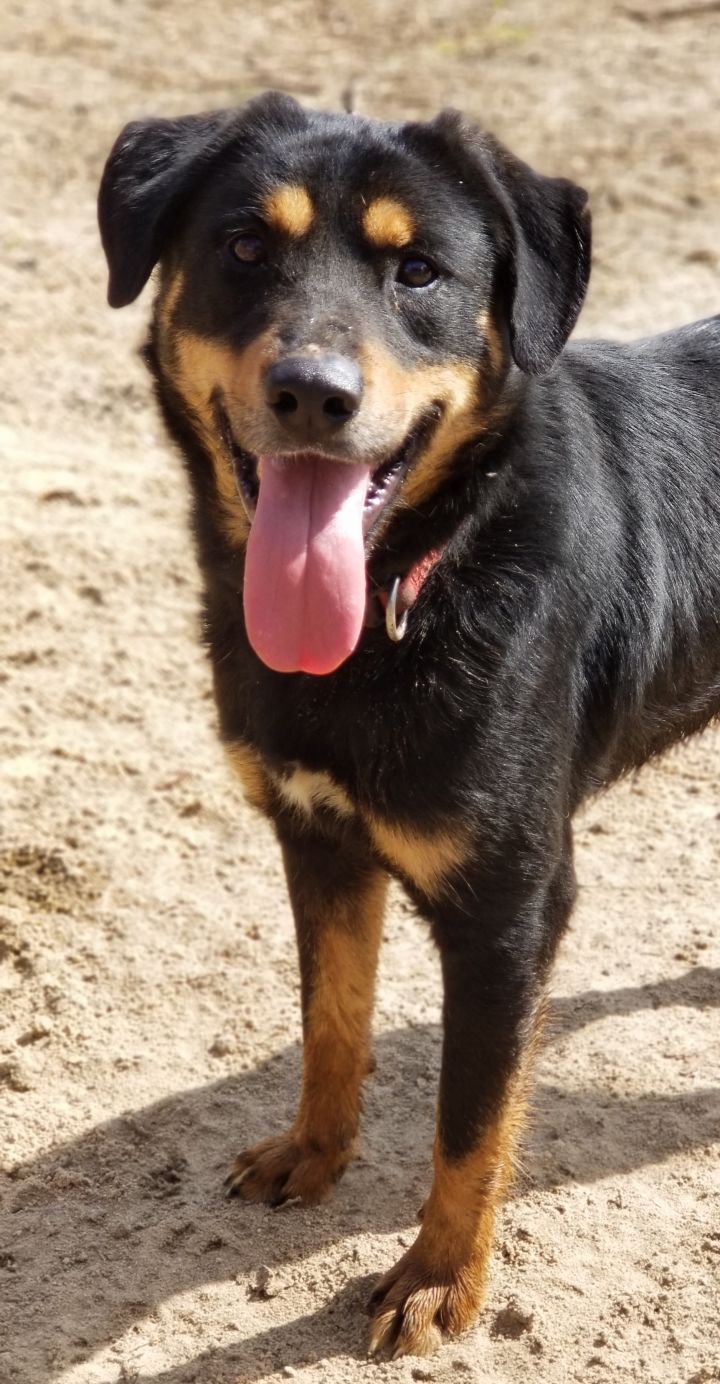 Dog for adoption - Texas, a Border Collie & Rottweiler Mix in Samson, AL |  Petfinder