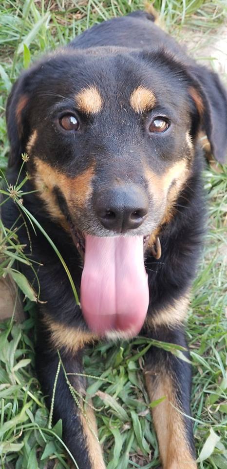 Texas, an adoptable Border Collie, Rottweiler in Samson, AL, 36477 | Photo Image 4