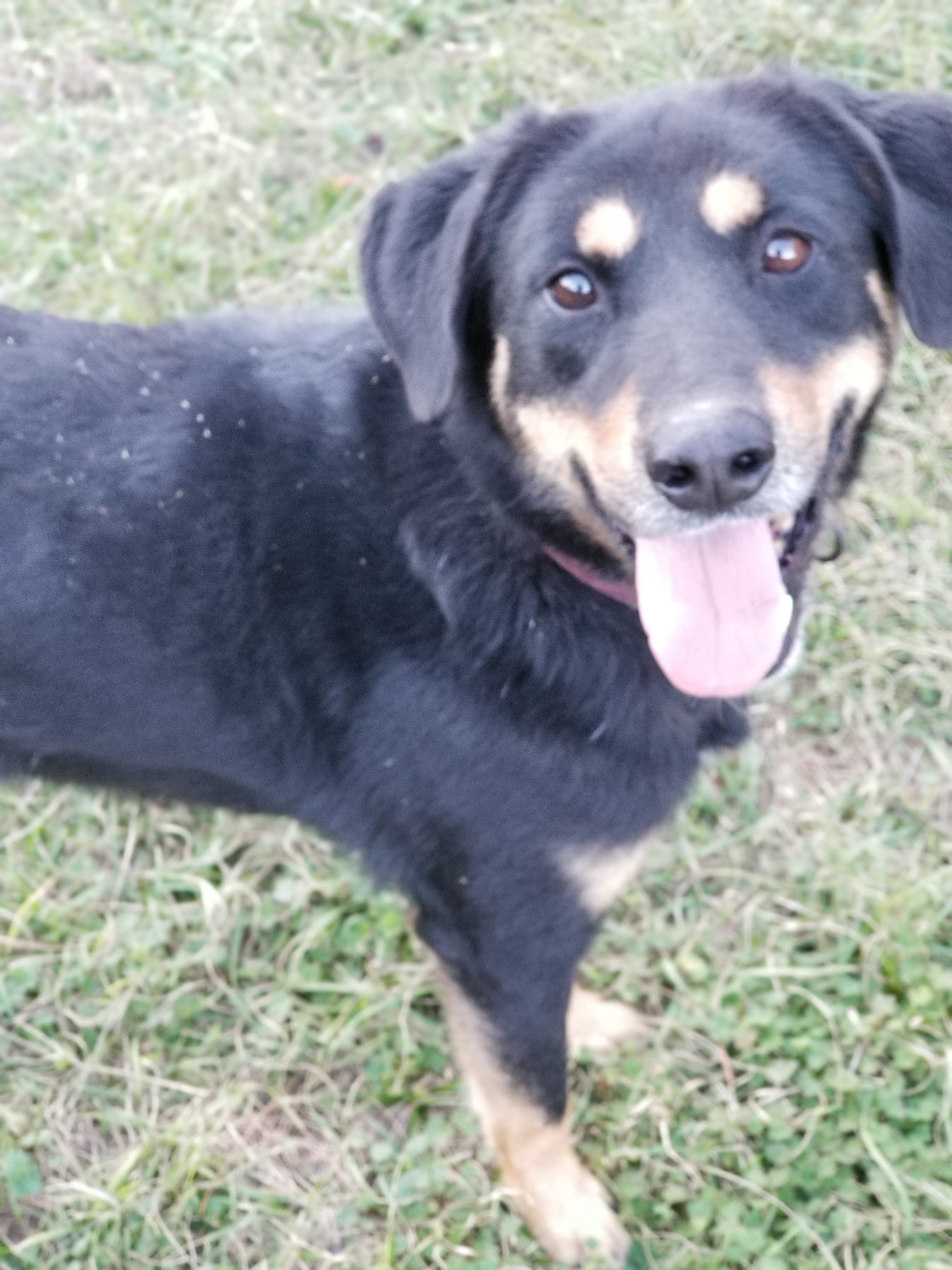 Texas, an adoptable Border Collie, Rottweiler in Samson, AL, 36477 | Photo Image 5